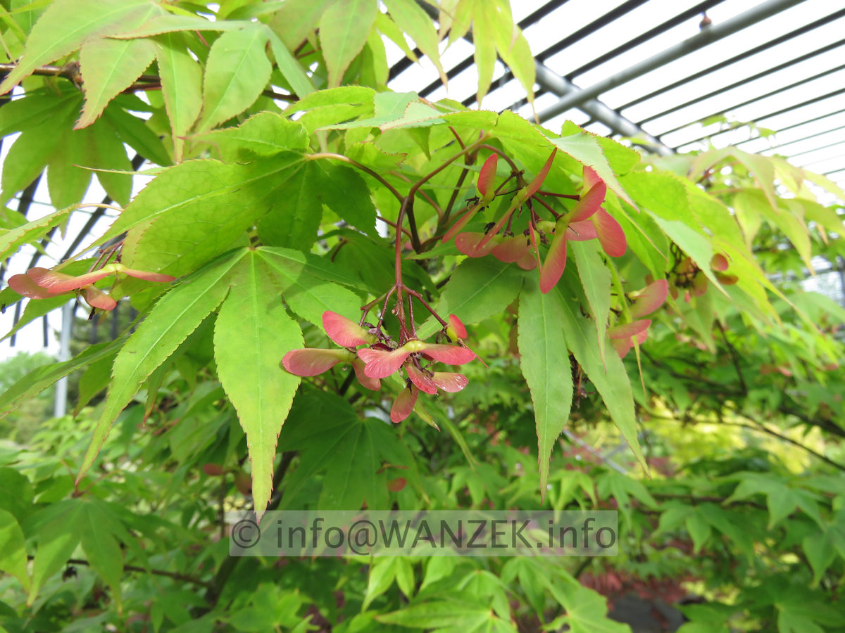 Acer palmatum Osakazuki - Samenbildung.JPG